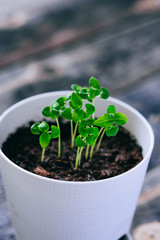 Young basil in a pot on a wooden background, balcony greens