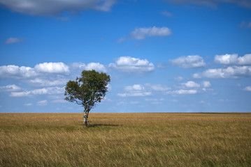 Fototapeta na wymiar Baum im hohen Venn in Belgien