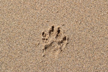 huella de perro en arena de playa
