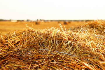 Stack of hay closeup on a field with dry yellow grass on a sunset.