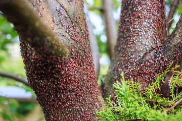 Oxycarenus lavaterae, lime tree seed bug invasive foreign species in europe