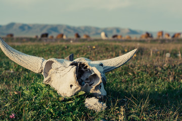 Cow skull lying on the grass