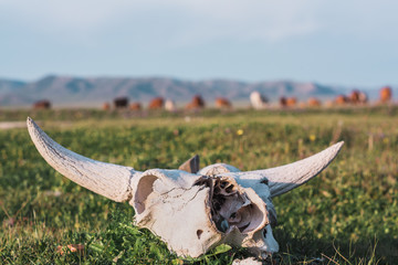 Cow skull lying on the grass