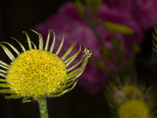 insect on yellow flower