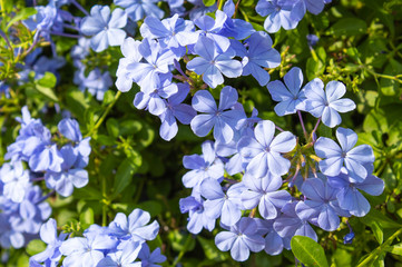 Pale purple flowers or Plumbago in garden.