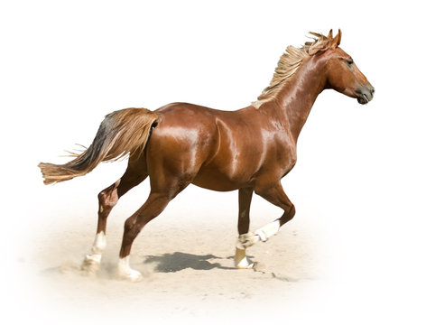 image of horse on white background