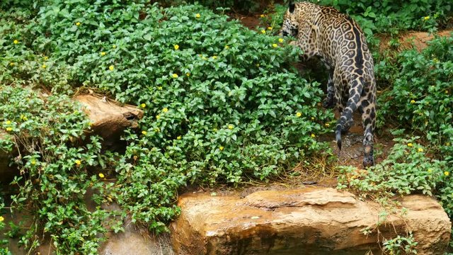 A jaguar resting in the forrest