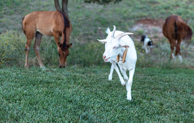 Young White Goat And Horses 1