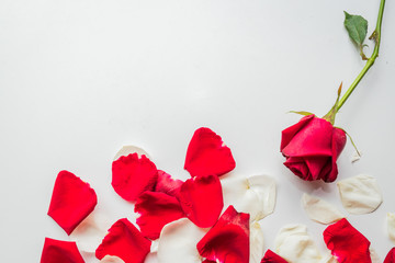 White rose and red rose on white background, valentine concept