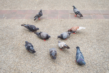 Fototapeta premium Gray, white, Brown and black dove or pigeon (Columba livia) is standing and eat on floor in the city, Bird background.