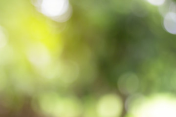 Fototapeta premium Blurred of Green natural background for design.