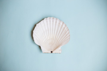 top view seashell on a light blue background with copy space. Summer holidays concept