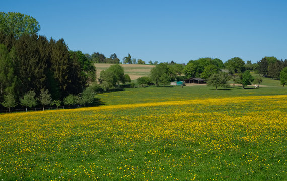Blumenwiese Ehrbachklamm