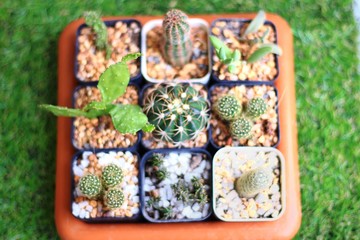 Top view of group of cactus, beautiful plant, in pots and brown plate on green grass. Selective focus.