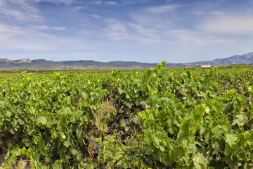 Fototapeta na wymiar Vineyards in the region of La Rioja