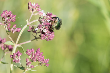 Green rose chafer beetle (Cetonia aurata) sitting on purple flowers of oregano (Origanum vulgare) with green blurred background. Summer meadow, Russia, Southern Urals.