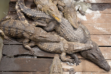 Crocodiles sleeping in the sun om wooden floor.