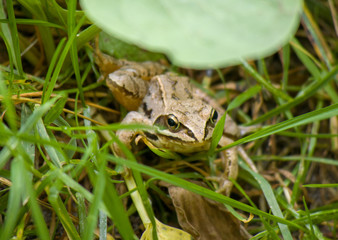 frog between grass