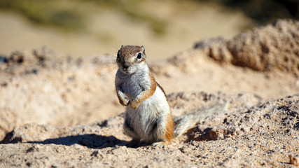 Erdhörnchen am Strand