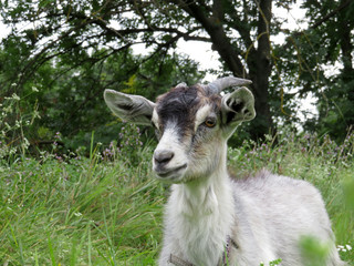 Goat grazing in a forest. Funny curious goat on a pasture
