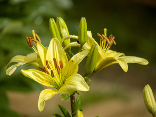 light yellow flowers