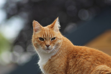 Rode kater