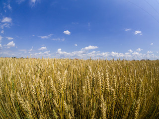 Careal fields with blue sky