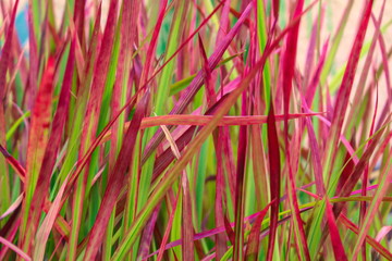 Japanisches Blutgras 'Red Baron'