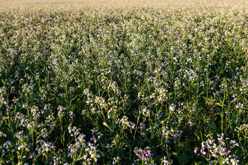 Fototapeta premium beautiful meadow flowers in the sunset light background, little pink and white flowers