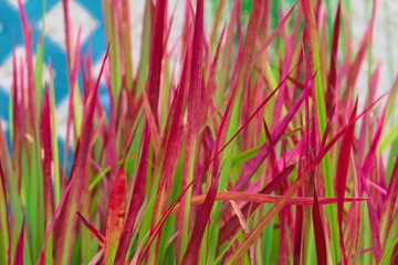 Japanisches Blutgras 'Red Baron'