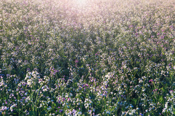 Obraz premium beautiful meadow flowers in the sunset light background, little pink and white flowers