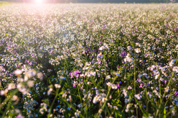 beautiful meadow flowers in the sunset light background, little pink and white flowers