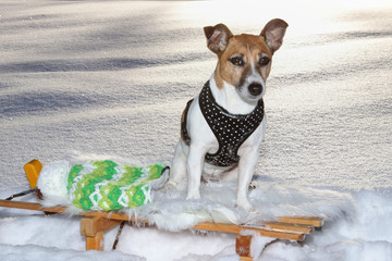 jack russel terrier im Schnee