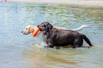  Labradors