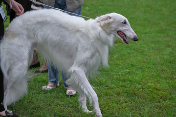 Obraz na płótnie Canvas Greyhound dog with long white hair close-up