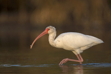 The American white ibis (Eudocimus albus)foraging and catching crabs and fish in a pond at Fort Meyers Beach.
