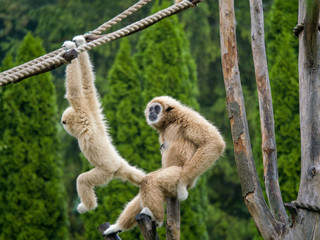 mama monkey looking ant baby monkey