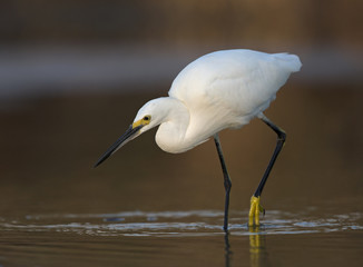 A snowy egret (Egretta thula) foraging and catching fish in a pond at Fort Meyers Beach.