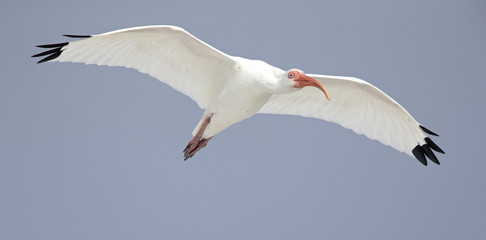 The American white ibis (Eudocimus albus) in flight in front of a blue sky in Florida.