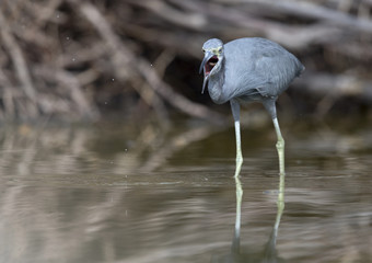 Portrait of a little blue heron (Egretta caerulea) catching a fish flying in its beak.