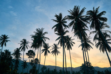Palm trees on a colourful sunset background