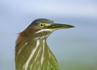 Portrait of a Green heron (Butorides virescens) perched in a tree at the water.