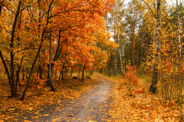 autumn sketches. landscape. autumn colors.