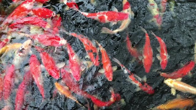 Fancy carp, Mirror carp, Koi, Nishikigoi (Cyprinus carpio haematopterus) are swimming in pond, Many colorful fish in water, Above view.