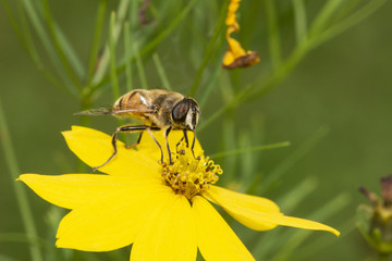 Biene auf der Blüte