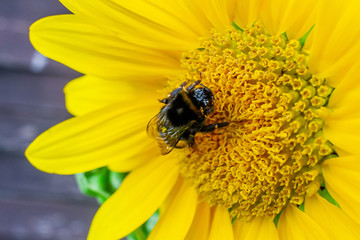 Riesige Hummel saugt an Sonnenblume