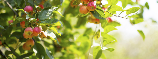 ripe red apples on branches with green leaves
