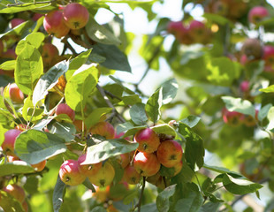 ripe red apples on branches with green leaves
