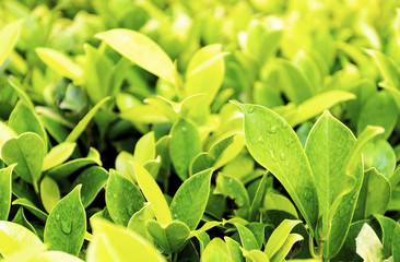 The beauty of nature leaves green. In the spring Under the morning light. Use as background and wallpapers.