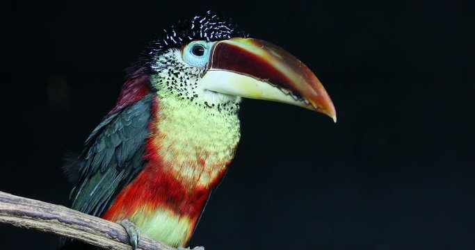 Close-up Portrait Of A Curl-Crested Aracari (Pteroglossus Beauharnaesii) Perched On The Tree Branch. Also Known As The Curly-Crested Aracari - DCi 4K Resolution